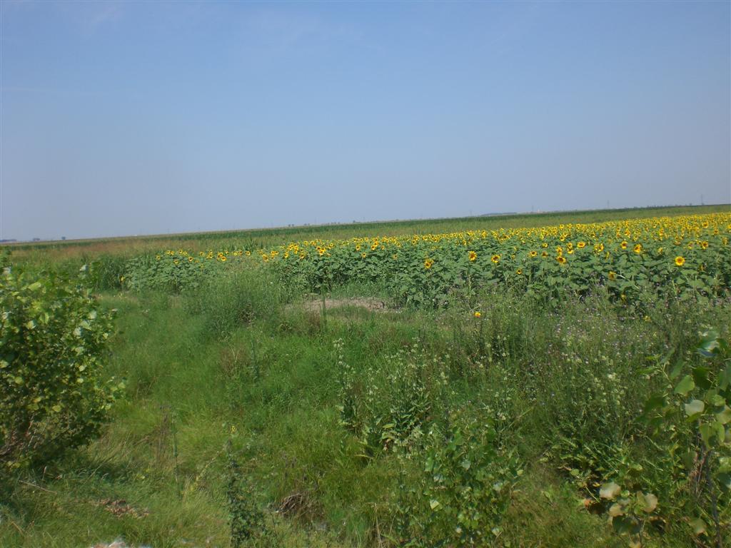 Sonnenblumenfeld (6)